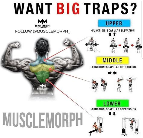 Pin By Nils Carlson On Workout Traps Muscle Best Trap Exercises