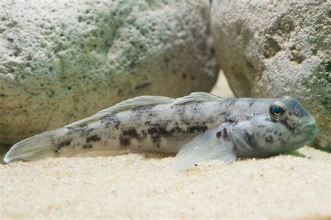 Timid when first introduced to a shrimps, live foods, algae, zooplankton, finely chopped meaty foods, flake foods. The Round Goby, an Uninvited Resident of the Great Lakes ...
