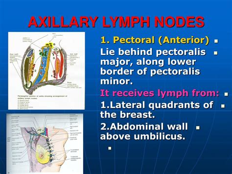 Axillary Lymph Nodes Anatomy