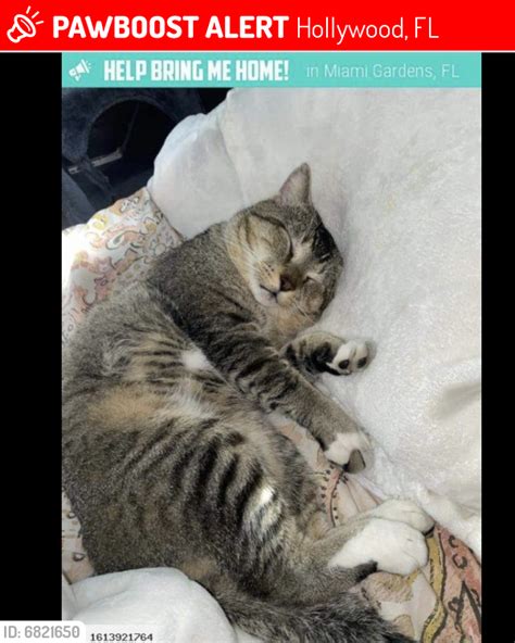 Lost Male Cat In Hollywood Fl 33021 Named Monte Id Free Download Nude Photo Gallery