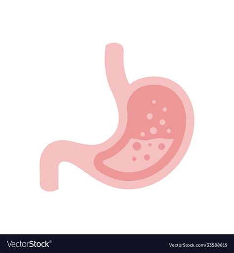 Stomach And Digestion System Royalty Free Vector Image