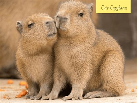 Baby Capybara Everything Youve Ever Wanted To Know