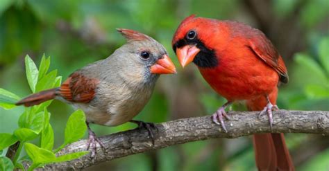 Northern Cardinal Pictures Az Animals