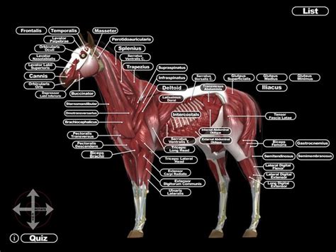 horse anatomy model google search horse anatomy horse health horses