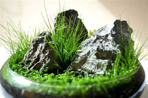 Wabi Kusa 3 Plants In Jars Mini Garden Indoor Water Garden
