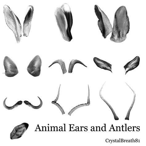 Animal Ears And Antlers Free Adobe Photoshop Cs5 Brushes 123freebrushes