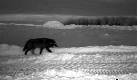 Another Colorado Wolf Kill Reported In Jackson County Fox31 Denver