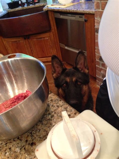 Check spelling or type a new query. German Shepherd AKA: clean up crew in case any food is ...