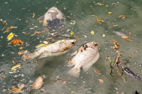 💣 Effects of water pollution on aquatic life. Impact of thermal water