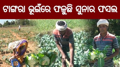 The Golden Crop On The Tangara Land Bargarh Odisha Highlight News