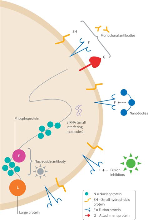 Respiratory syncytial virus infection in adults | The BMJ