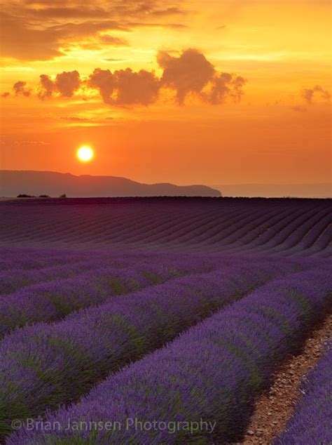 Sunset Over Lavender Field Near Valensole Provence France © Brian
