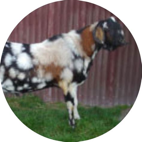 Dairy Goat Breeds Of New Zealand Nzdgba