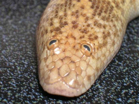 Eryx muelleri ミューラースナボア saharan sand boa（別属gongylophisに分割する説もあり） eryx somalicus ソマリアスナボア somalian sand boa i like big bugs and i cannot lie - The Majestic Arabian ...