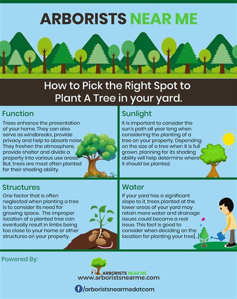 Discover How To Transplant A Tree 9 Steps