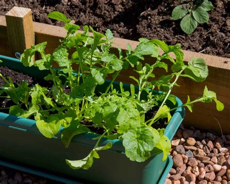 Spring Vegetables To Plant In Your Garden Garden Season