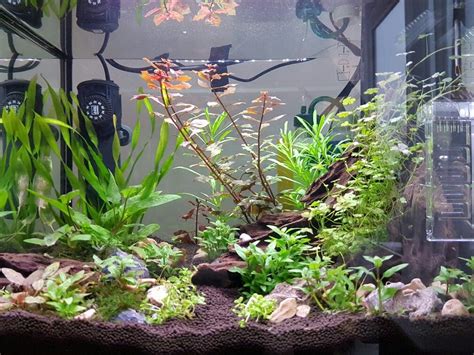 The light is designed for plants in a nano tank with a 7600k temperature rating and a 3w output. Our nano aquarium after two weeks of acclimatizing. Plants ...