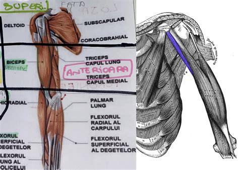 Sistemul Muscular Biology Quizizz