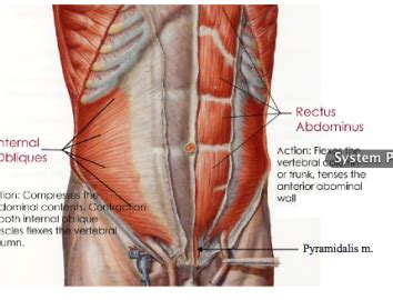 The abdomen contains all the digestive organs including the stomach small and large intestines pancreas liver and gallbladder. 9/10/13, Chen, Anterior Abdominal Wall I - Anatomy with ...