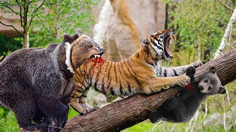 Incredible Bear Against Tiger To Rescue Her Baby From A Narrow Death