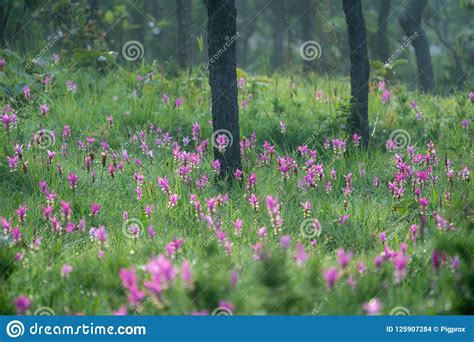 Sunset At Pink Flower Field In Thailand Stock Photo Image Of Tulip