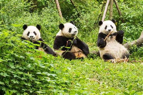 Small Group Tours And Luxury Holidays To Giant Panda Base Transindus