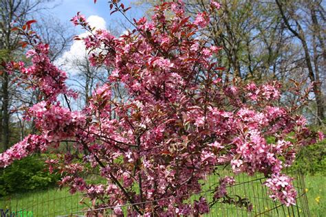 Royal Raindrops Crabapple Malus Jfs Kw5 North American Insects