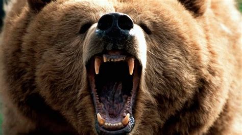 What Sound Does A Grizzly Bear Make Animal Sounds Grizzly Bear