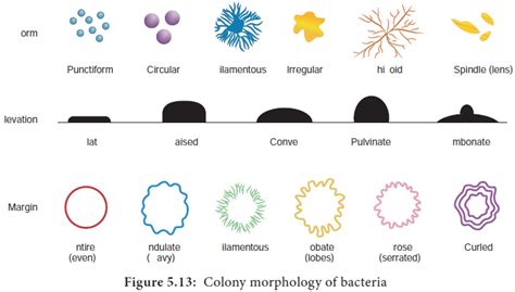 Growth And Colony Characteristics Of Bacteria And Fungi