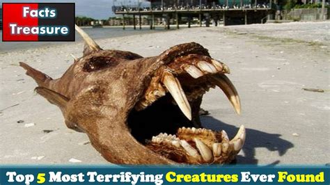 Top 5 Most Terrifying Creatures Ever Found Youtube