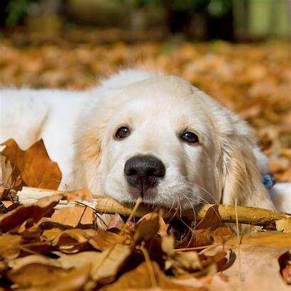 Retriever Golden Spring Wallpapers Puppy Puppies Backgrounds