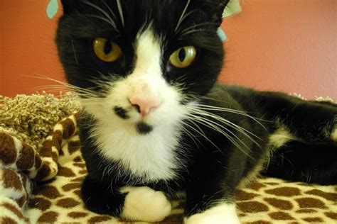 In the Moment – Helping Our Furry Friends