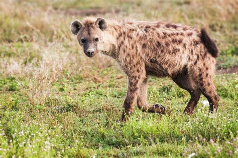 Spotted Hyena Crocuta Crocuta Photograph By Photostock Israel Fine