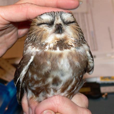 Ohio Birds And Biodiversity Owl Webinar Free