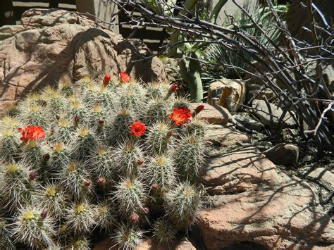 Sonoran Desert Cactus Desert Cactus Sonoran Desert Plants