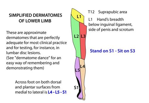 Dermatomes Lower Limb