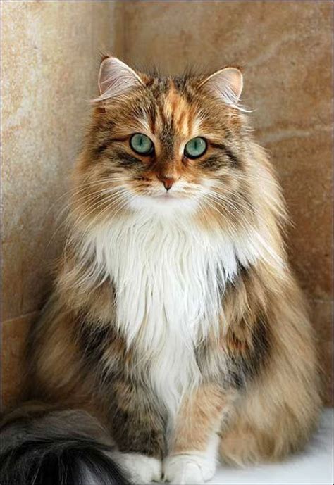 8 Best Maine Coon Black Tabby Mackerel Images On