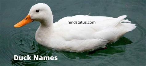 500 Best Duck Names That Are Top Class Hunting Dog Names Female Pet