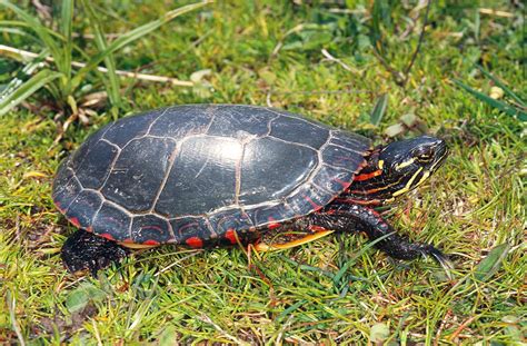 Midland Painted Turtle Photograph By John Mitchell Pixels