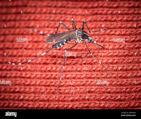 Paris France 18th Aug 2023 A Tiger Mosquito Aedes Albopictus