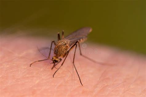 Anopheles Mosquito Biting Human Stock Photos Free And Royalty Free