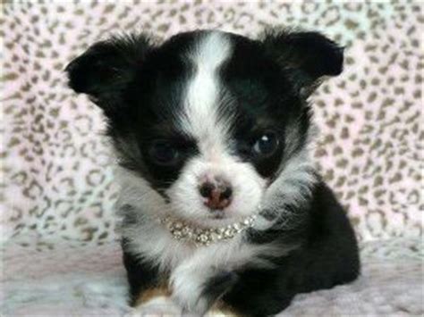 Puppyfinder.com is your source for finding an ideal chihuahua puppy for sale in michigan, usa area. Chihuahua Puppies in Michigan