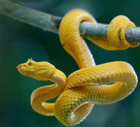 Yellow Eyelash Viper Viper Snake Pet Snake Snake