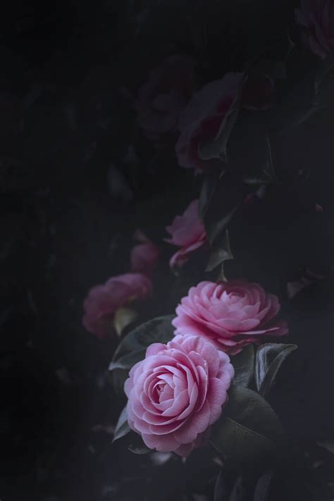 Flowers Roses Pink Bush Bloom Flowering Buds Hd Phone Wallpaper