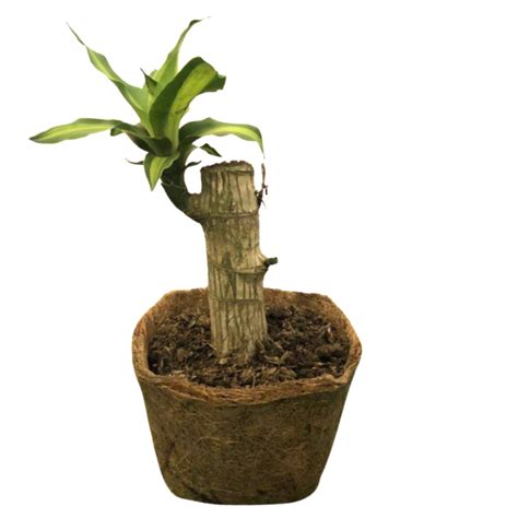 Fortune Plant Indoor Plants Philippines Unbeleafable Ph