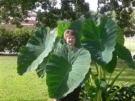 Elephant Ears | Elephant ear plant, Elephant ears, Plant leaves