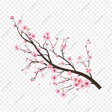 Sakura Cherry Blossom Vector Design Images Cherry Blossom Tree Branch Png With Spreading Pink