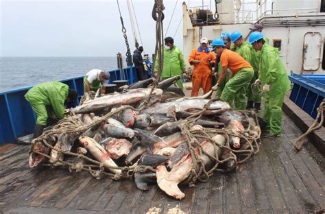 La Pesca Ilegal Amenaza Marítimas Protegidas De Latinoamérica