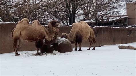 Snow Day On Hump Day Count Us In Bactrian Camels Are Enjoying The
