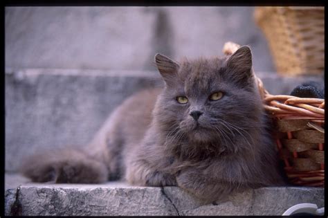 Different Types of Cats : Biological Science Picture Directory